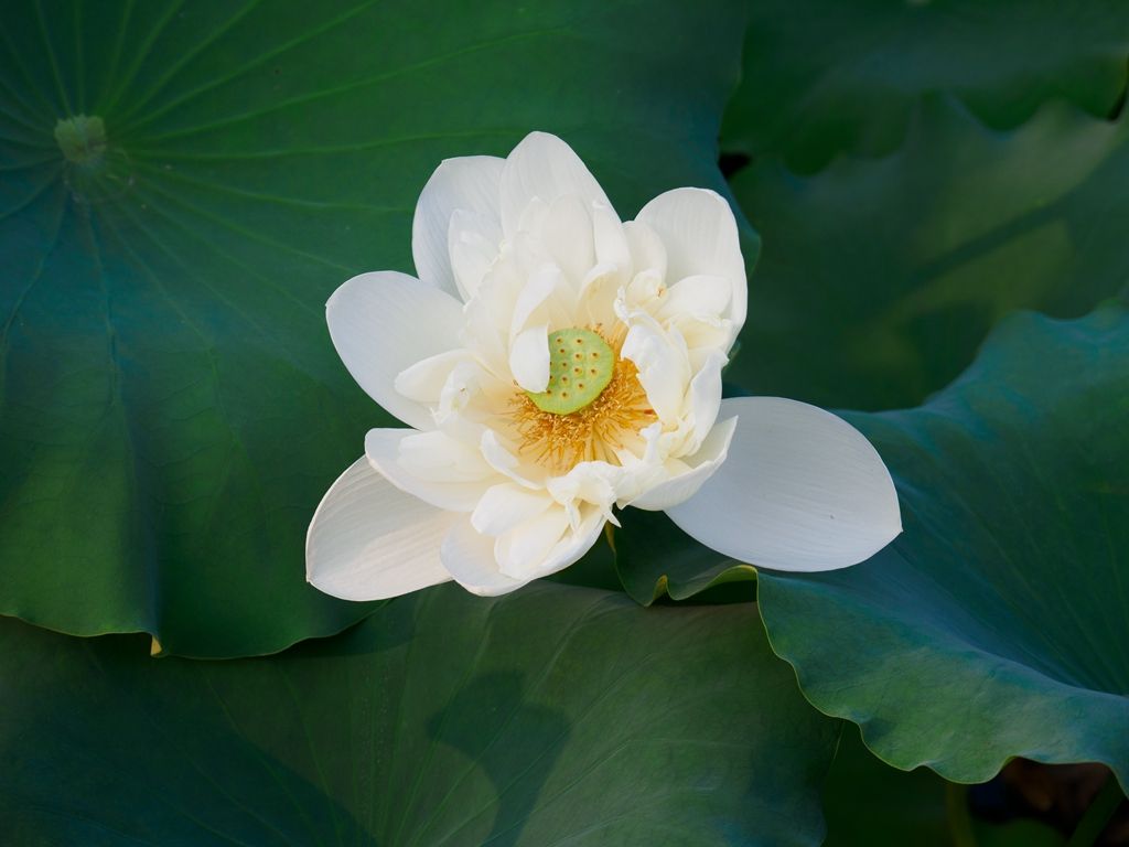 水墨清莲